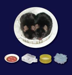 Even Mice Recognize A Good Bed