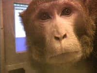 Monkey Cognition Test May Help Us Understand Autism Better