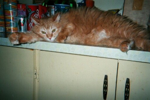 Im Going To Miss You, Felix Im Going To Miss You, Felix Felix2 500x333