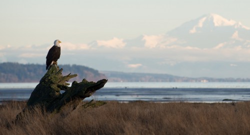 Nikon D600 | Nikon AF-S VR 70-200mm f/2.8 | ISO 250 | f/4 | 1/800s