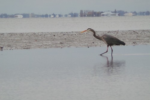 Large Great Blue Heron, at full zoom. 