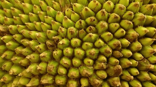 Sony Xperia ZL Macro Mode