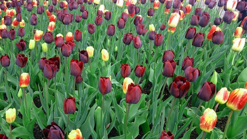 Sony Xperia ZL Normal Mode