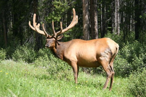 moose